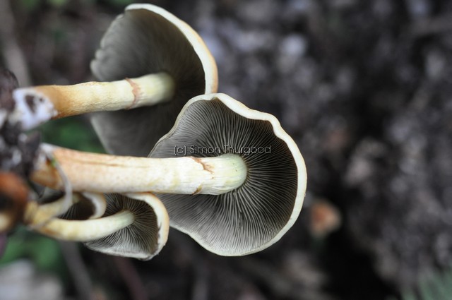 [unknownmushroom34]