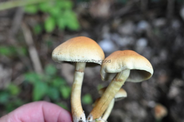 [unknownmushroom35]