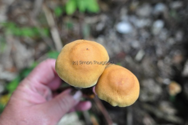 [unknownmushroom36]