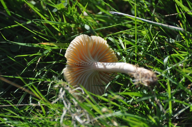 [unknownmushroom41]
