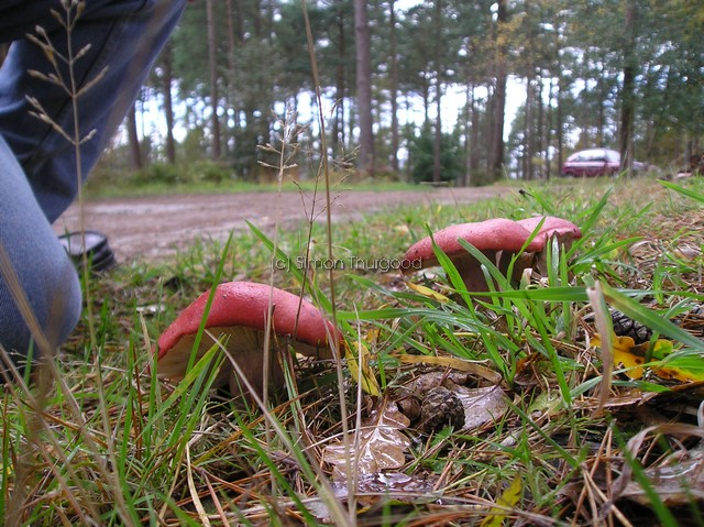 [unknownmushroom9]