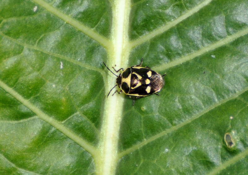 [unknownshieldbug1]