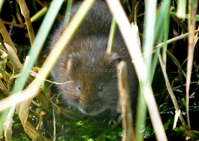 [watervole2]