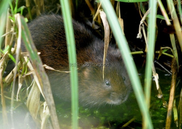 [watervole3]