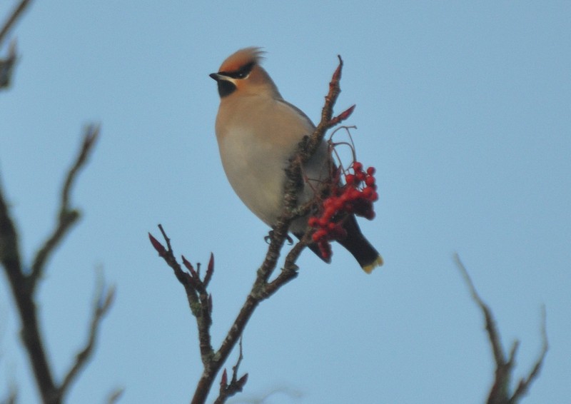 [waxwing1]