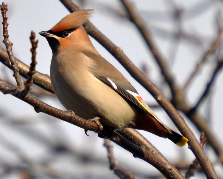 [waxwing10]