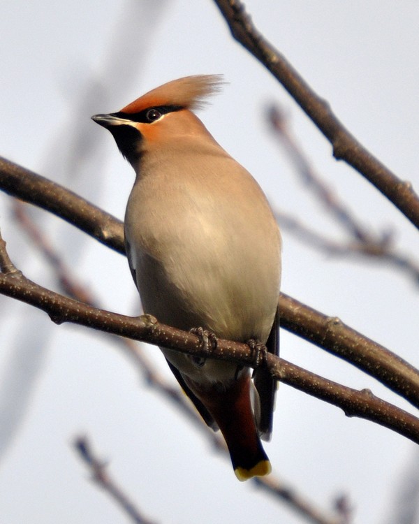 [waxwing11]