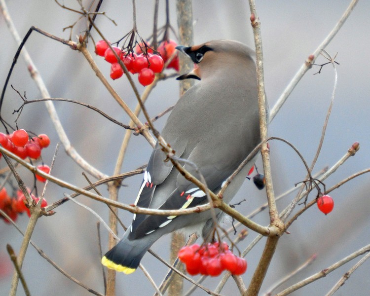 [waxwing12]