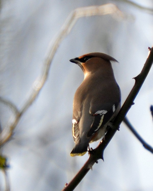 [waxwing5]