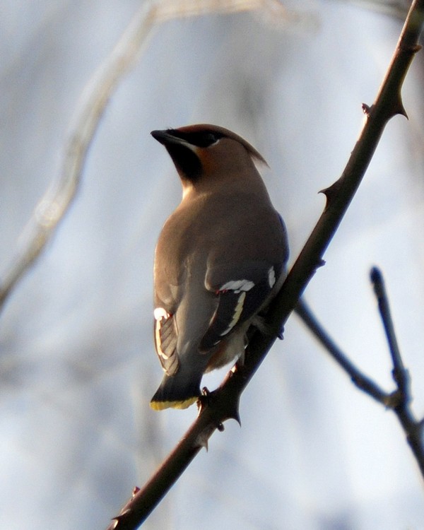[waxwing6]