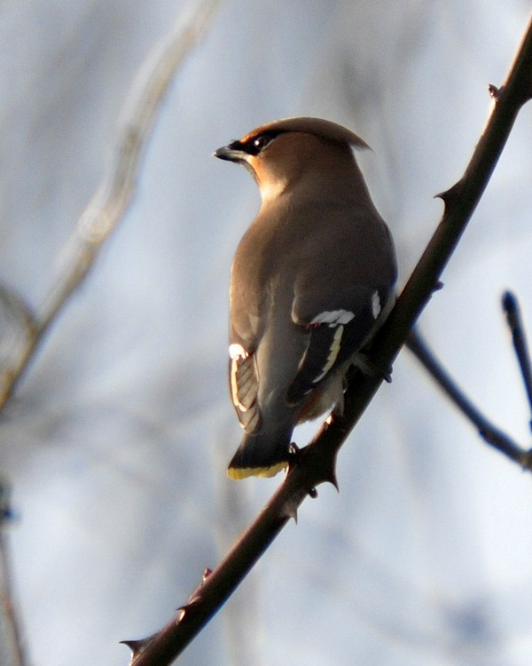 [waxwing7]