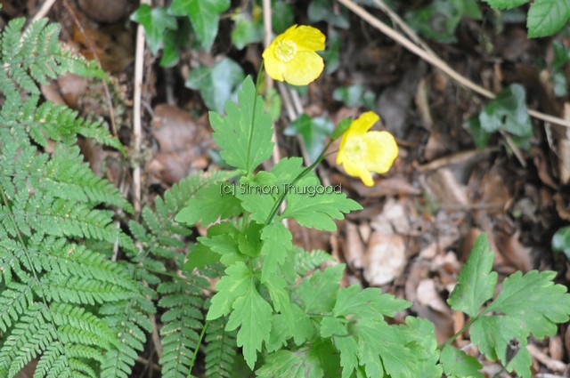 [welshpoppy1]