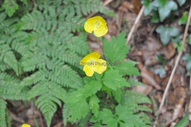 [welshpoppy2]