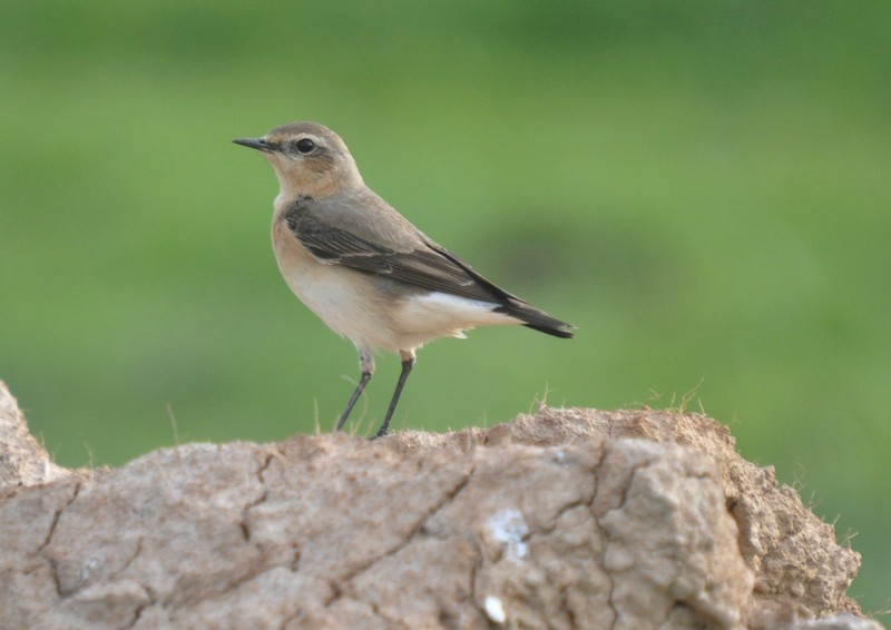 [wheatear12]