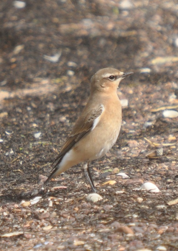 [wheatear4]