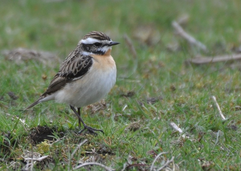 [whinchat11]
