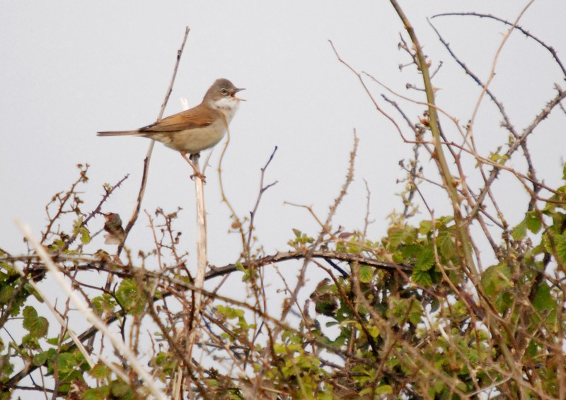 [whitethroat1]