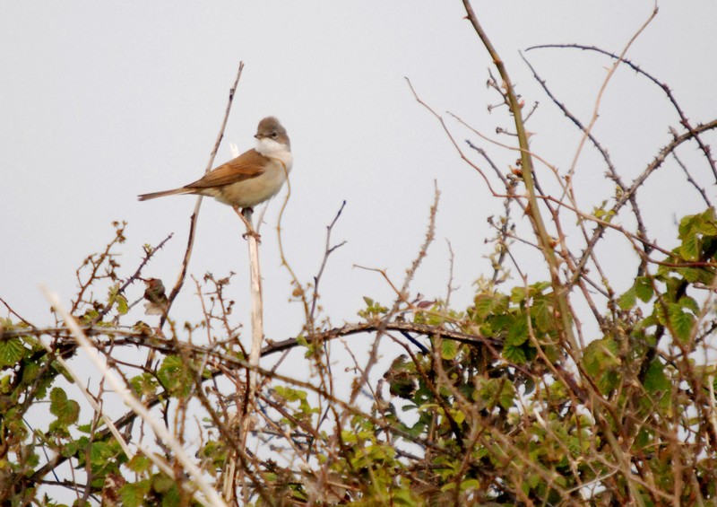 [whitethroat2]