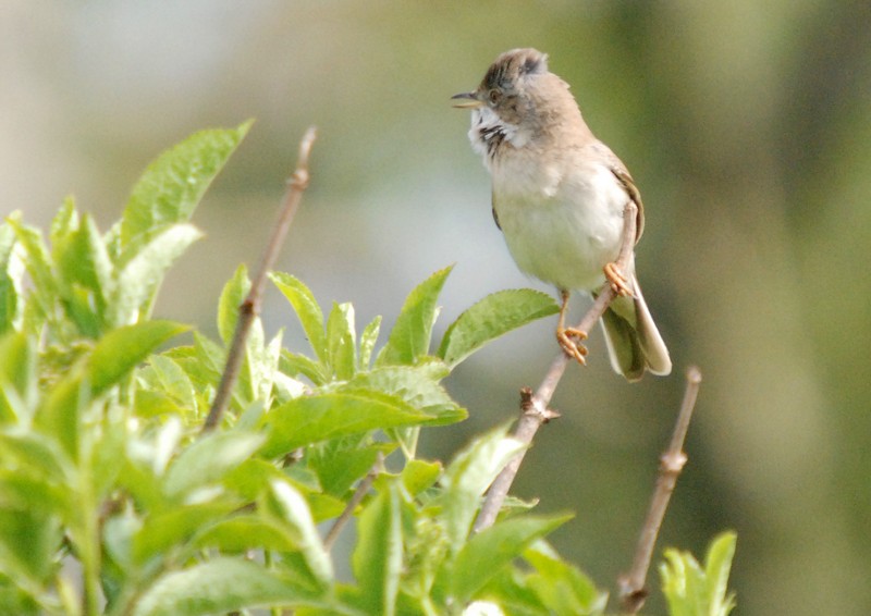 [whitethroat3]