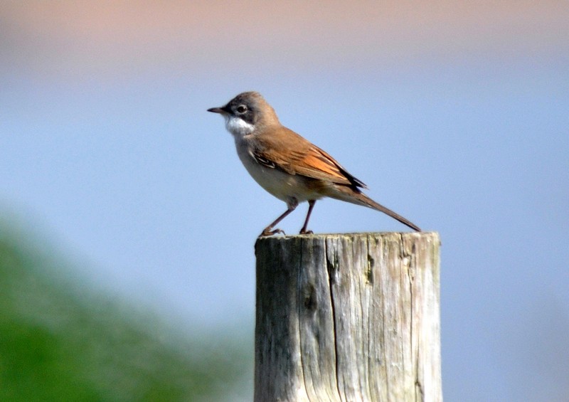 [whitethroat5]