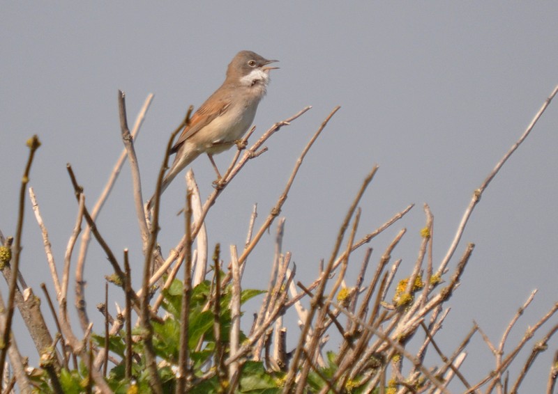 [whitethroat6]