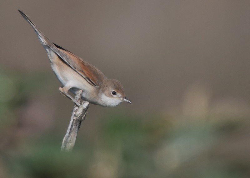 [whitethroat7]