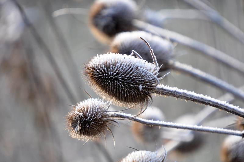 [wildteasel1]