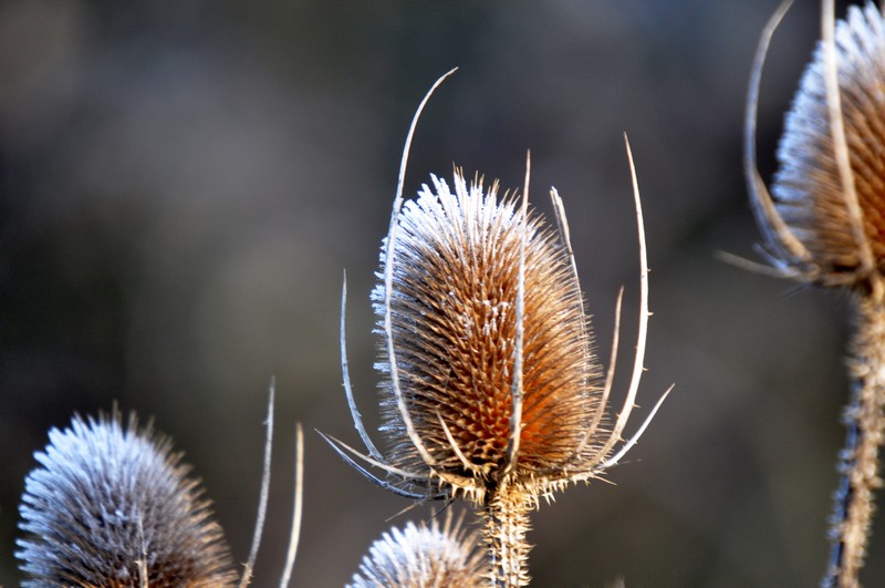 [wildteasel2]