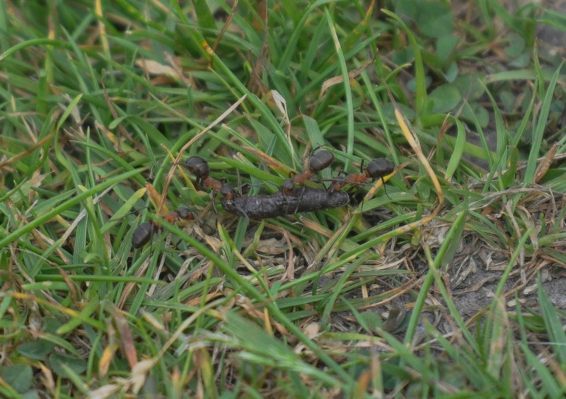 [woodant3]