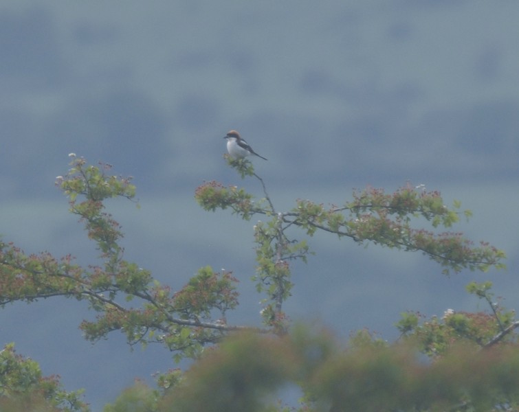 [woodchatshrike1]