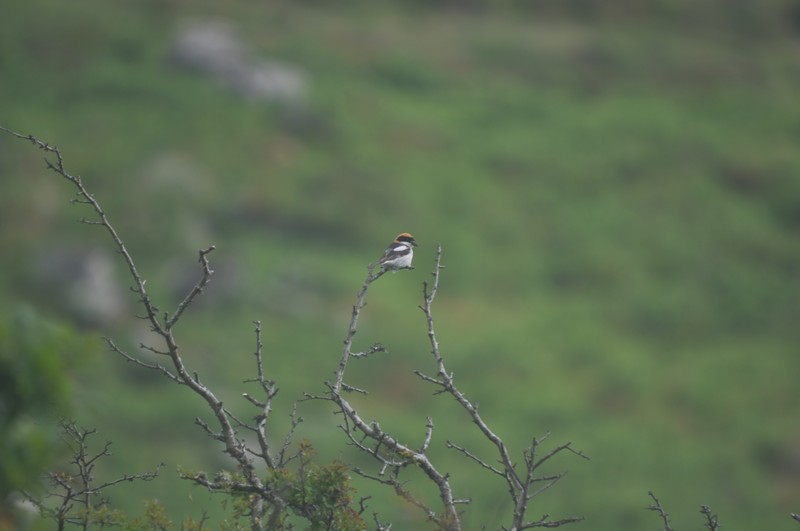 [woodchatshrike2]