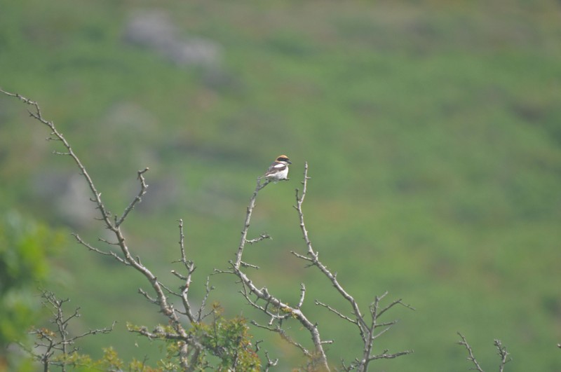 [woodchatshrike4]