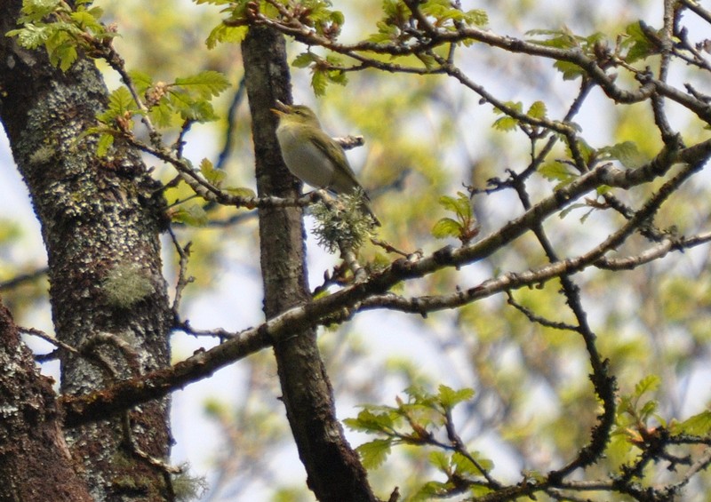 [woodwarbler1]