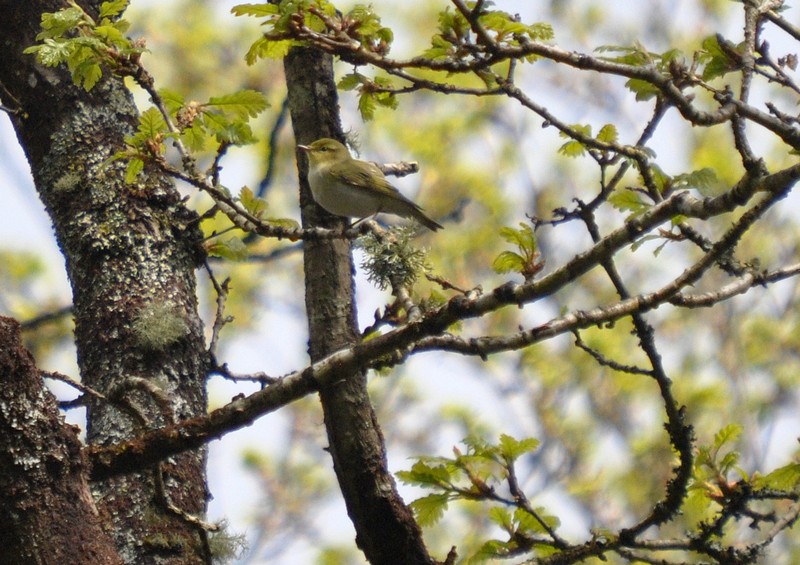 [woodwarbler2]