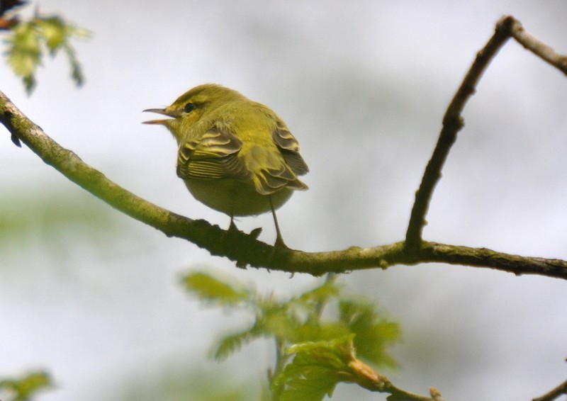[woodwarbler4]