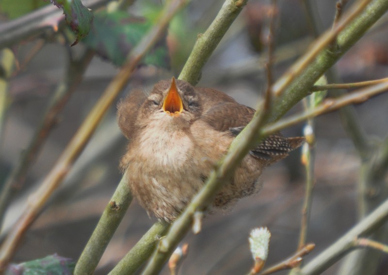 [wren5]