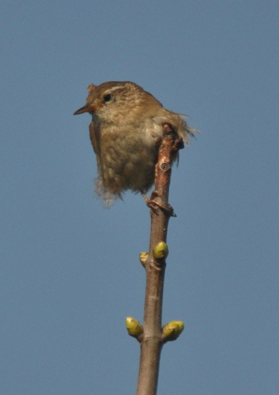 [wren6]