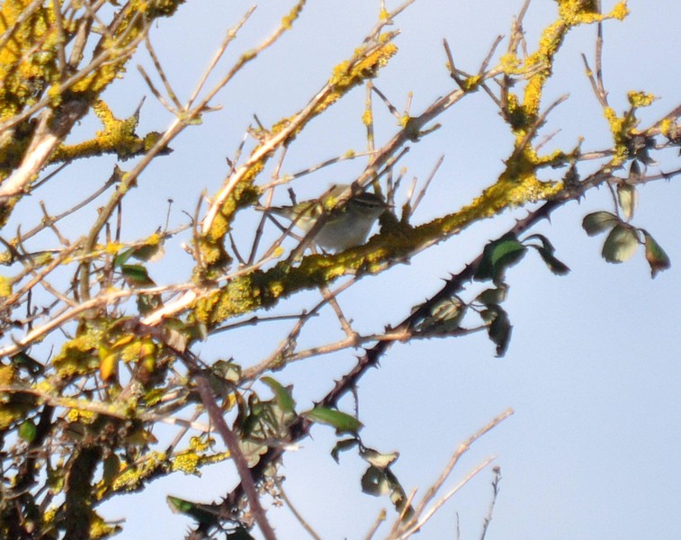 [yellowbrowedwarbler1]