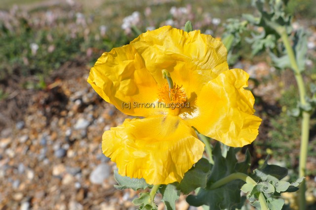 [yellowhp2]