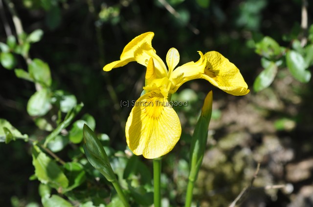[yellowiris3]