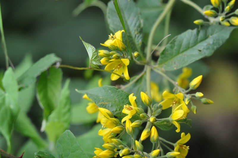 [yellowloosestrife1]