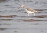 [10greenshank]