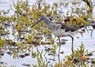 [12greenshank]