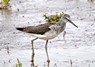 [13greenshank]