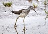 [14greenshank]