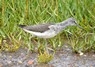 [15greenshank]