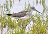 [16greenshank]