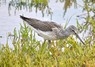 [17greenshank]