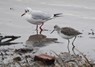 [1greenshank]