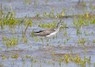 [2greenshank]